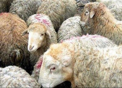 پویش قربانی در قربان، اطعام در غدیر برگزار می گردد
