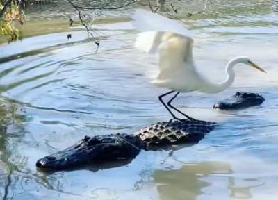 (ویدئو) سواری دریافت حواصیل شجاع از تمساح!