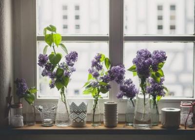 این گیاهان آپارتمانی فضای اتاق را خوشبو می نمایند