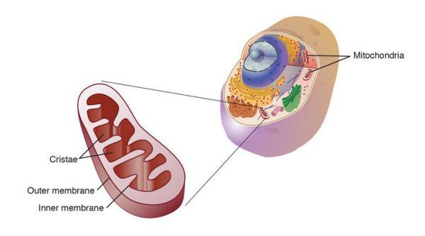 میتوکندری چه نقشی در سلول دارد؟