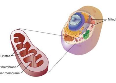 میتوکندری چه نقشی در سلول دارد؟