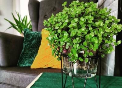 روش های نگهداری، پرورش و تکثیر گیاه کالیسیا یا برگ بیدی مینیاتوری